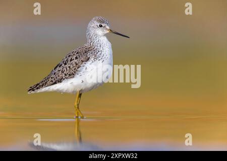 marais (Tringa stagnatilis), debout dans les eaux peu profondes, Italie, Toscane, Lago Miscelin Banque D'Images