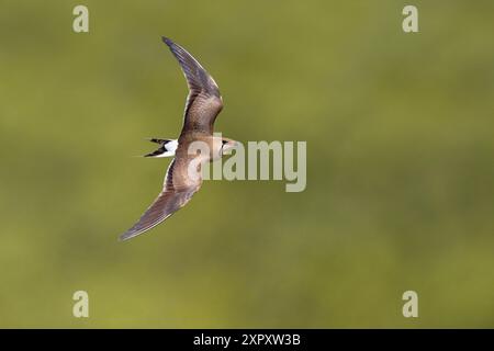 Pratincole à col, pratincole commune, pratincole à ailes rouges (Glareola pratincola), en vol, vue de côté, Italie, Toscane, Piana Livornese-Pisana Banque D'Images