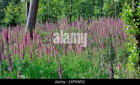 Foxglove commun, foxglove violet (Digitalis purpurea), peuplement de floraison dans une clairière forestière, Allemagne, Rhénanie du Nord-Westphalie, Sauerland Banque D'Images