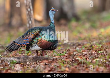 dinde ocellée (Agriocharis ocellata, Meleagris ocellata), marchant sur le sol dans une forêt pluviale de plaine, Guatemala, Yucatan, Tikal Banque D'Images