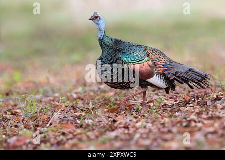 dinde ocellée (Agriocharis ocellata, Meleagris ocellata), marchant sur le sol dans une forêt pluviale de plaine, Guatemala, Yucatan, Tikal Banque D'Images