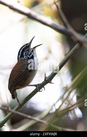 Wren en bois à poitrine blanche (Henicorhina leucosticta), mâle assis sur une branche dans une forêt tropicale montagneuse, chantant, Guatemala Banque D'Images