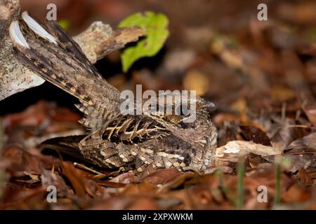 Pauraque commun, Cuejo à col blanc, Nightjar à nappes blanches, Paraque de Merrill (Nyctidromus albicollis), reposant sur le sol dans une fourrure tropicale, Gu Banque D'Images