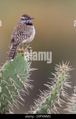 Cactus-Wren (Campylorhynchus brunneicapillus), perché sur un cactus dans le désert de l'Arizona, États-Unis Banque D'Images