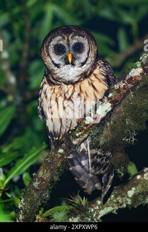 Hibou complet, hibou bardé du Guatemala (Strix fulvescens), assis sur une branche dans la forêt tropicale, Guatemala Banque D'Images