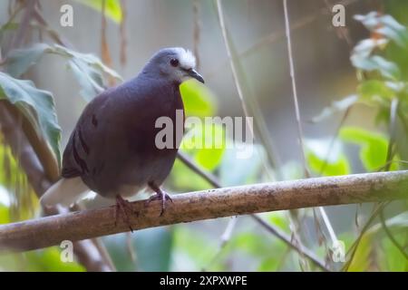 Colombe à poitrine violette, colombe à torse marron (Paraclaravis mondetoura, Claravis mondetoura), assise sur une branche dans une forêt tropicale montagneuse, G Banque D'Images