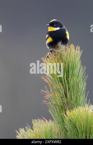 Paruline de Townsend, Paruline d'Audubon, Paruline jaune (Setophaga goldmani), mâle perché sur une branche dans une forêt tropicale, Guatemala Banque D'Images