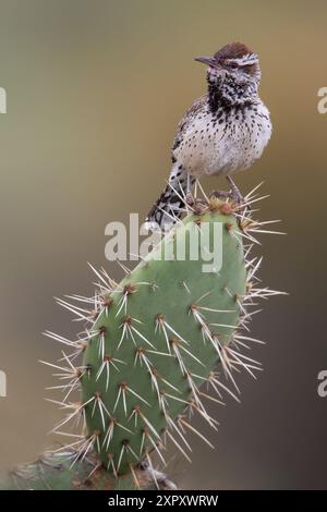 Cactus-Wren (Campylorhynchus brunneicapillus), perché sur un cactus dans le désert de l'Arizona, États-Unis Banque D'Images