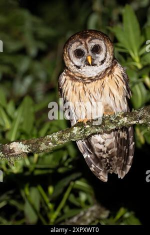 Chouette à plumes, chouette barrée du Guatemala (Strix fulvescens), perchée dans la nuit sur une branche dans une forêt tropicale, Guatemala Banque D'Images