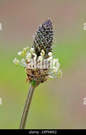 Plantain de buckhorn, plantain anglais, plantain de Ribwort, herbe côtelée, herbe ondulée (Plantago lanceolata), inflorescence, Allemagne, Rhénanie du Nord-Westphalie Banque D'Images