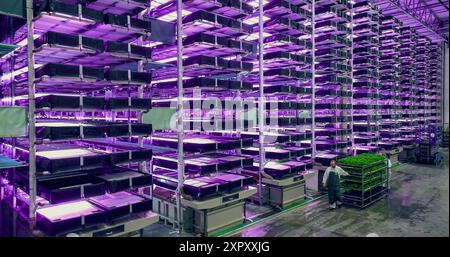 Prise de vue aérienne dans une grande ferme verticale avec plusieurs rangées et couches de produits. Les employés de l'installation remorquent un présentoir avec des feuilles de légumes verts frais. Agriculteurs préparant des cultures pour la vente en gros Banque D'Images