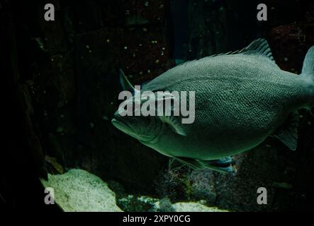 Un mérou solitaire glisse dans les eaux faiblement éclairées de l'Océanarium de Lisbonne, sa forme massive et ses écailles texturées se détachant dans l'obscurité Banque D'Images