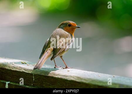 Gros plan d'un Robin, debout sur une clôture dans une forêt par une journée ensoleillée de printemps. Banque D'Images