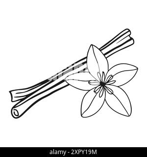 Bâtons de cannelle et dessin de contour de doodle de fleur de vanille sur fond blanc. Illustration vectorielle Illustration de Vecteur