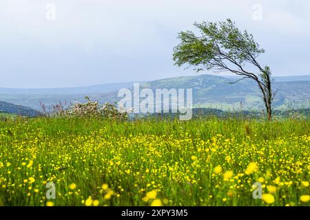 Fermes sur Upper Teesdale et River Tees, village de Forest-in-Teesdale, comté de Durham et Cumbria, Angleterre, Royaume-Uni Banque D'Images