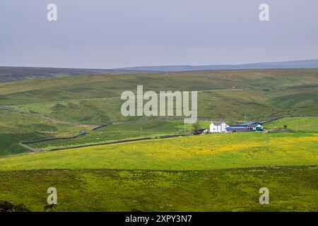 Fermes sur Upper Teesdale et River Tees, village de Forest-in-Teesdale, comté de Durham et Cumbria, Angleterre, Royaume-Uni Banque D'Images