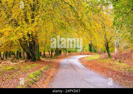 Couleurs d'automne le long de Rhinefield Ornamental Drive dans le parc national de New Forest, Hampshire, Angleterre Banque D'Images