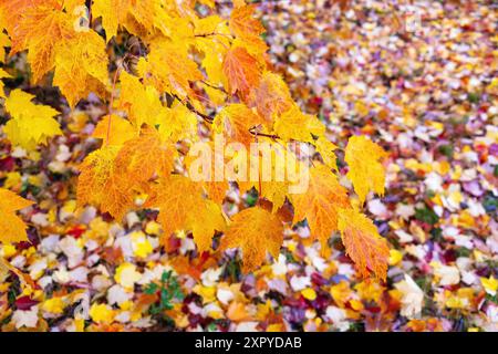 Couleurs automnales dans Blackwater Arboretum, New Forest National Park, Hampshire, Angleterre Banque D'Images