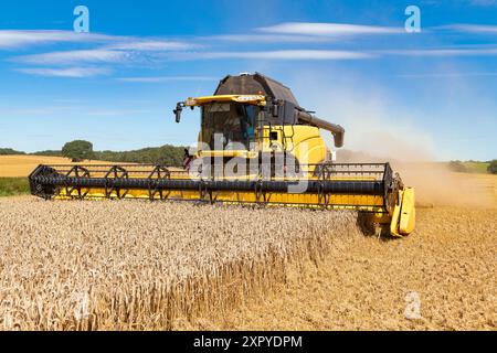 Moissonneuse-batteuse récoltant le grain dans le champ - 1897 Banque D'Images