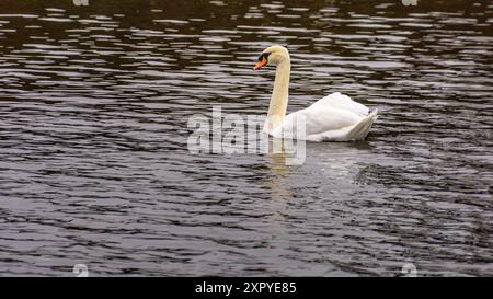 le cygne blanc nage dans l'eau Banque D'Images