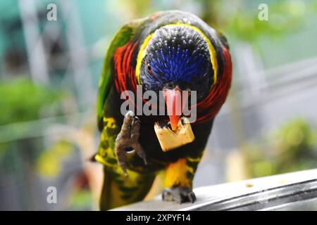 Un perroquet coloré mangeant un morceau de nourriture tout en étant perché dans un cadre naturel Banque D'Images
