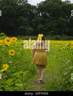 Birmingham, Royaume-Uni. 8 août 2024. L'été est enfin arrivé à Birmingham, des hectares de beaux tournesols à Becketts Farm Wythall commencent à fleurir, ce qui a amené les visiteurs de toute la région à assister à l'exposition naturelle spectaculaire, sur la photo sont les visiteurs appréciant la vue. Crédit : Tony Nolan/Alamy Live News Banque D'Images