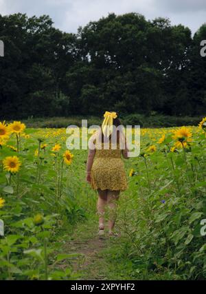 Birmingham, Royaume-Uni. 8 août 2024. L'été est enfin arrivé à Birmingham, des hectares de beaux tournesols à Becketts Farm Wythall commencent à fleurir, ce qui a amené les visiteurs de toute la région à assister à l'exposition naturelle spectaculaire, sur la photo sont les visiteurs appréciant la vue. Crédit : Tony Nolan/Alamy Live News Banque D'Images