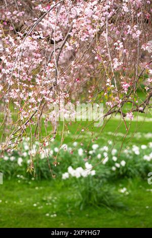 Printemps à St James Park, Londres, Angleterre Banque D'Images