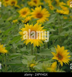 Birmingham, Royaume-Uni. 8 août 2024. L'été est enfin arrivé à Birmingham, des hectares de beaux tournesols à Becketts Farm Wythall commencent à fleurir, ce qui a amené les visiteurs de toute la région à assister à l'exposition naturelle spectaculaire, sur la photo sont les visiteurs appréciant la vue. Crédit : Tony Nolan/Alamy Live News Banque D'Images
