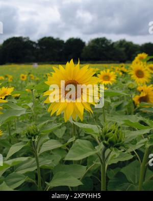 Birmingham, Royaume-Uni. 8 août 2024. L'été est enfin arrivé à Birmingham, des hectares de beaux tournesols à Becketts Farm Wythall commencent à fleurir, ce qui a amené les visiteurs de toute la région à assister à l'exposition naturelle spectaculaire, sur la photo sont les visiteurs appréciant la vue. Crédit : Tony Nolan/Alamy Live News Banque D'Images