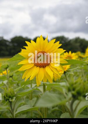 Birmingham, Royaume-Uni. 8 août 2024. L'été est enfin arrivé à Birmingham, des hectares de beaux tournesols à Becketts Farm Wythall commencent à fleurir, ce qui a amené les visiteurs de toute la région à assister à l'exposition naturelle spectaculaire, sur la photo sont les visiteurs appréciant la vue. Crédit : Tony Nolan/Alamy Live News Banque D'Images