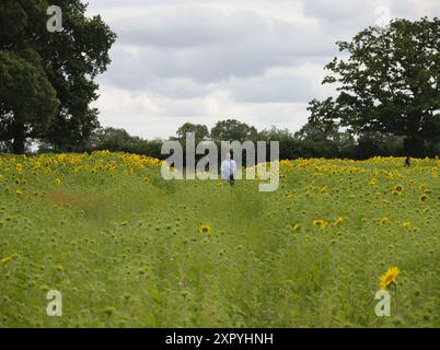 Birmingham, Royaume-Uni. 8 août 2024. L'été est enfin arrivé à Birmingham, des hectares de beaux tournesols à Becketts Farm Wythall commencent à fleurir, ce qui a amené les visiteurs de toute la région à assister à l'exposition naturelle spectaculaire, sur la photo sont les visiteurs appréciant la vue. Crédit : Tony Nolan/Alamy Live News Banque D'Images
