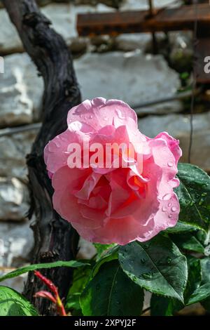 Fleur d'une rose, après la pluie Banque D'Images