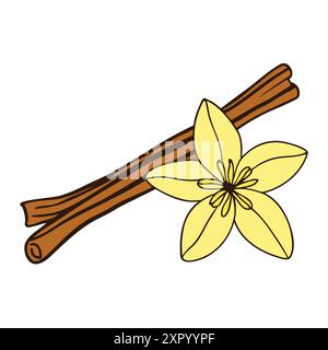 Bâtons de cannelle et dessin de couleur doodle de fleur de vanille sur fond blanc. Illustration vectorielle Illustration de Vecteur