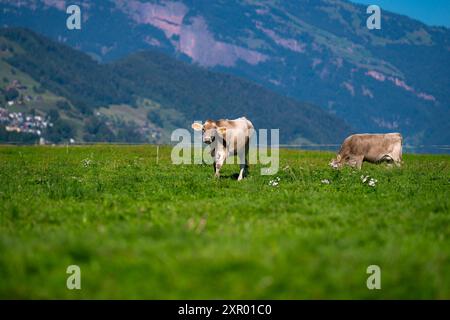 Vache dans la prairie dans les montagnes. Vache brune sur un pâturage vert. Troupeau de vaches dans un champ vert. Prairie alpine avec vaches, Alpes montagnes Suisse Banque D'Images