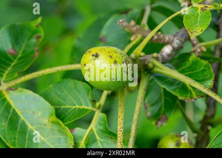 Noyer anglais, Juglans regia, gros plan de fruits de noix poussant sur un arbre, Blickling, Norfolk, Royaume-Uni, 28 juillet 2024 Banque D'Images