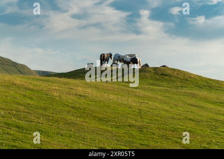 Poneys de montagne gallois rassemblés sur un monticule, Hay on Wye Powys Wales UK. Juillet 2024 Banque D'Images