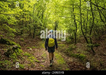 Trekking dans une forêt de pruches, parc national de Lovcen, Monténégro Banque D'Images