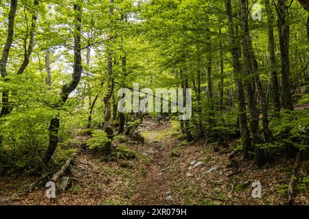 Trekking dans une forêt de pruches, parc national de Lovcen, Monténégro Banque D'Images