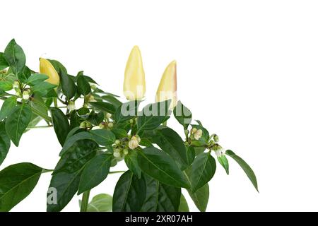 Gousses et boutons de fleurs de poivre d'intérieur sur un fond blanc. Copier l'espace. Banque D'Images