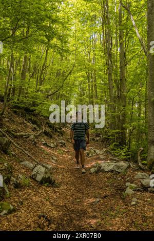 Trekking dans une forêt de pruches, parc national de Lovcen, Monténégro Banque D'Images