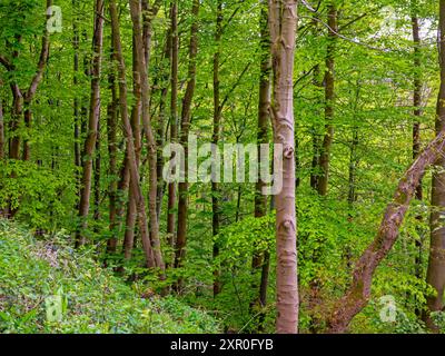 Arbres sur le bord de la rivière près de la rivière Nidd à Knaresborough une ville dans le Yorkshire du Nord Angleterre Royaume-Uni Banque D'Images