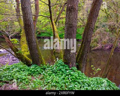 Arbres sur le bord de la rivière près de la rivière Nidd à Knaresborough une ville dans le Yorkshire du Nord Angleterre Royaume-Uni Banque D'Images