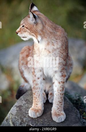 Lynx du Nord (Lynx Lynx) animal captif dans un parc animalier, Finlande, septembre Banque D'Images Lynx du Nord (Lynx Lynx) animal captif dans un parc animalier, Finlande, septembre Banque D'Images