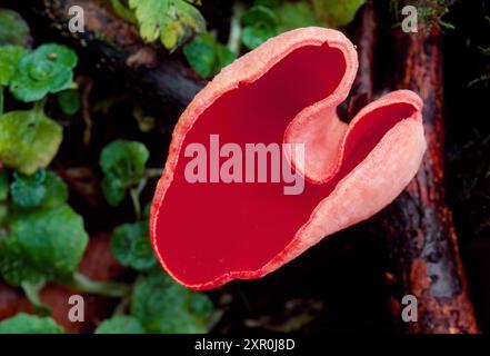 Casquette d'elfe écarlate / champignons d'elfcup écarlate (Sarcoscypha coccinea) sur le sol humide des bois caduques, Berwickshire, Écosse, janvier Banque D'Images