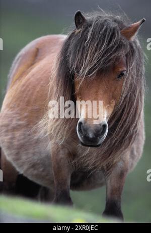 Poney Shetland (Equus caballus) adulte issu d'une population sauvage d'animaux vivant dans la réserve naturelle nationale du Loch Druidibeg à South Uist Banque D'Images