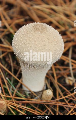 Lycoperdon perlatum Vesse-de-commune Banque D'Images