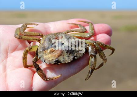 Carcinus maenas Crabe commun Banque D'Images