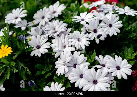 Bad Zwischenahn, Allemagne. 07 août 2024. De nombreux asters fleurissent dans les jardins du spa près du Zwischenahner Meer. Crédit : Hauke-Christian Dittrich/dpa/Alamy Live News Banque D'Images