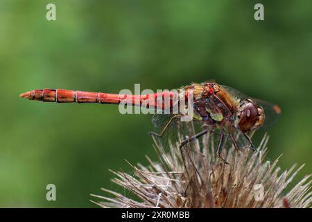 Darter commun - Sympetrum striolatum - mâle Banque D'Images